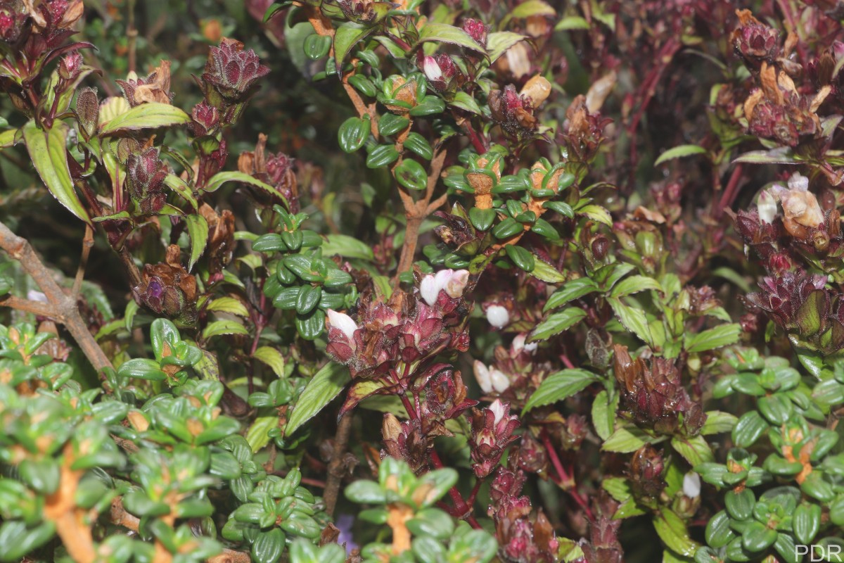 Strobilanthes sexennis var. hirtsutissima (Nees) C.B.Clarke