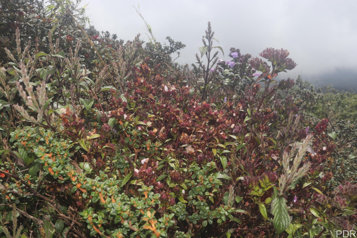 Strobilanthes sexennis var. hirtsutissima (Nees) C.B.Clarke