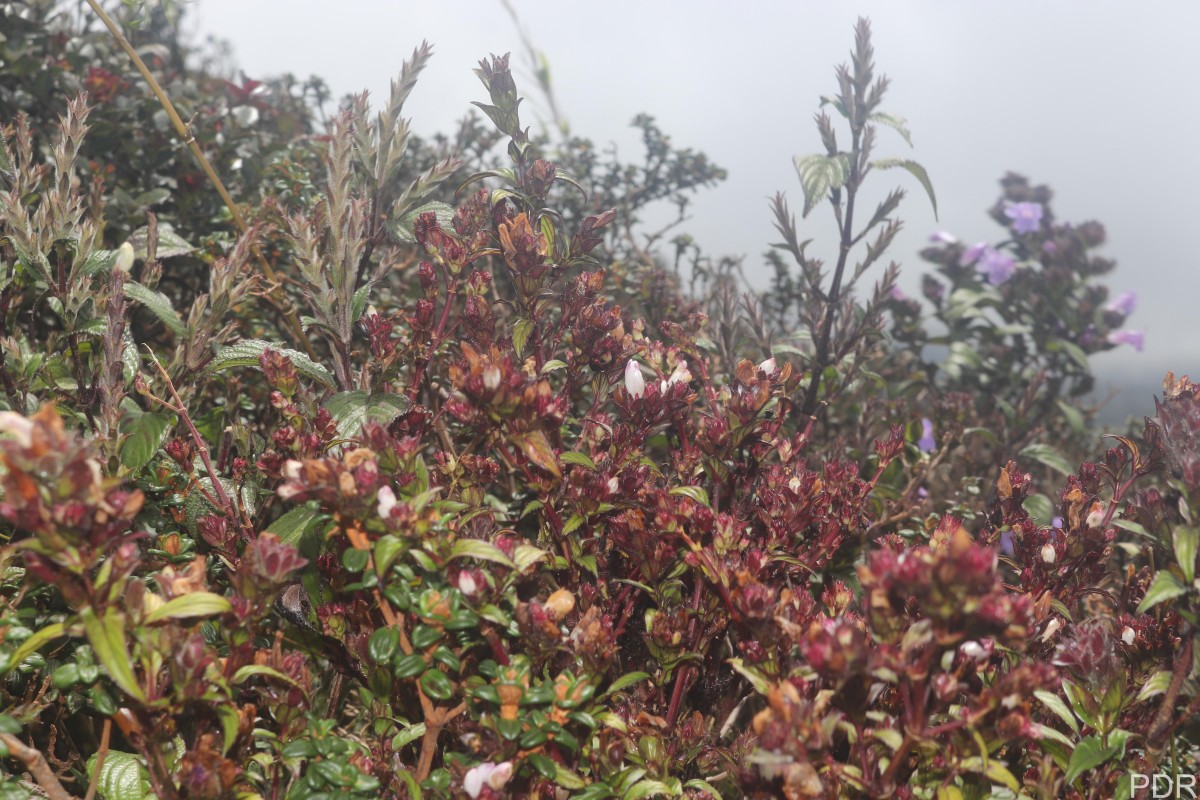 Strobilanthes sexennis var. hirtsutissima (Nees) C.B.Clarke