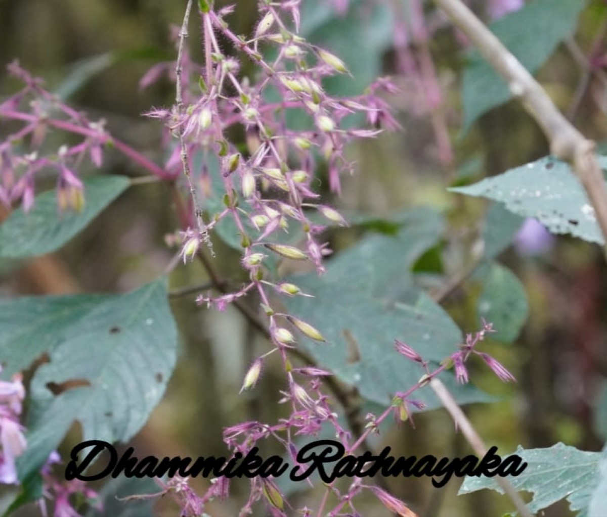 Strobilanthes pulcherrima T.Anderson
