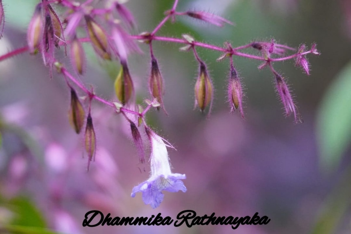 Strobilanthes pulcherrima T.Anderson