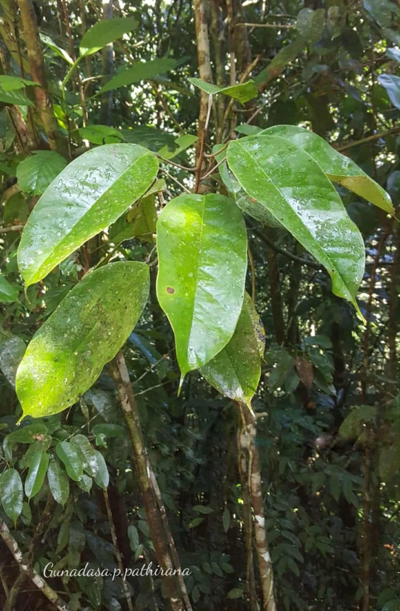 Stemonoporus kanneliyensis Kosterm.