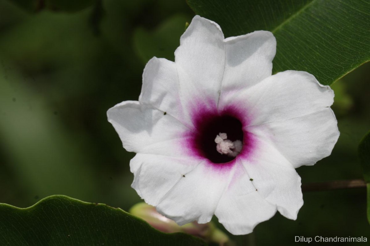 Argyreia hancorniifolia Gardner ex Thwaites