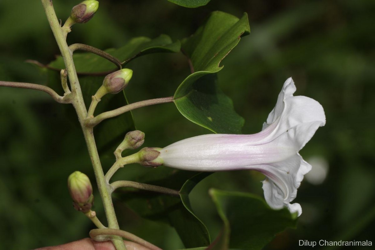Argyreia hancorniifolia Gardner ex Thwaites