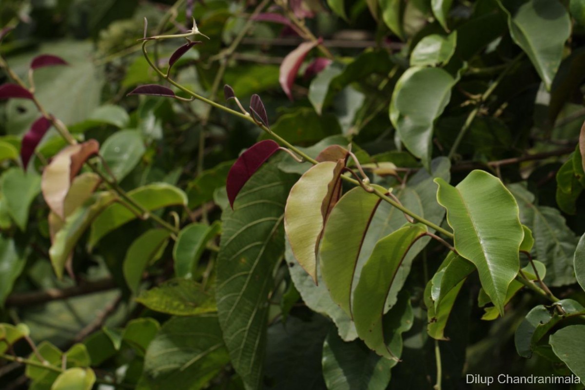 Argyreia hancorniifolia Gardner ex Thwaites