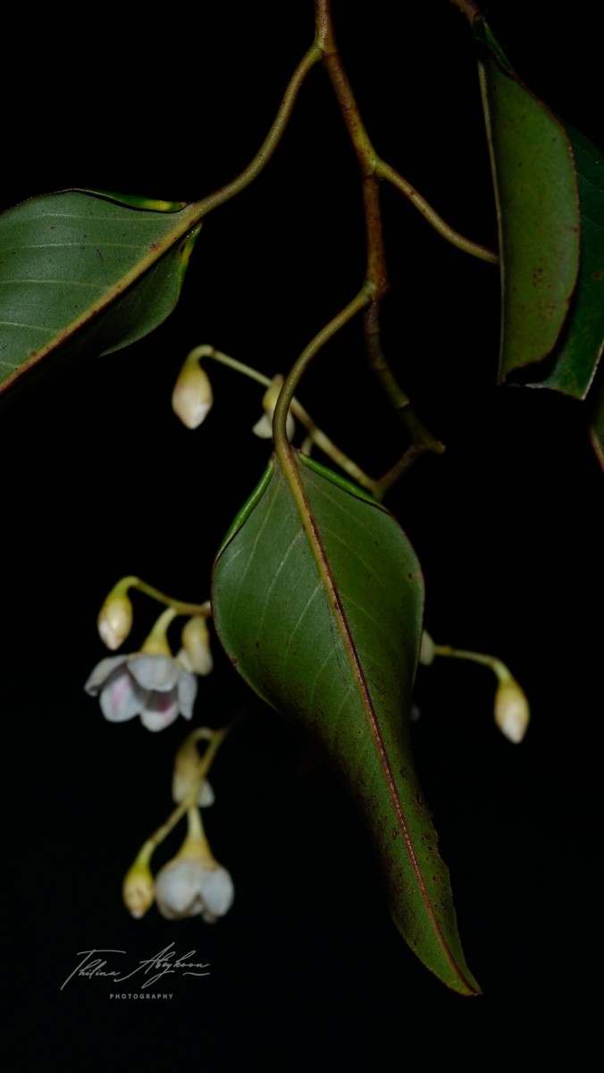 Doona gardneri Thwaites