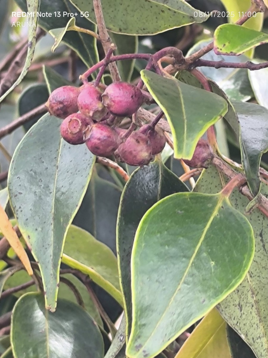 Syzygium micranthum Thwaites