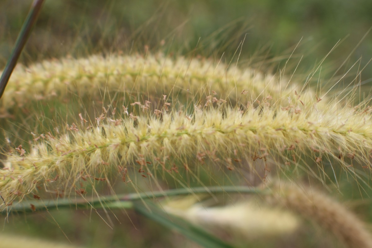 Cenchrus setosus Sw.