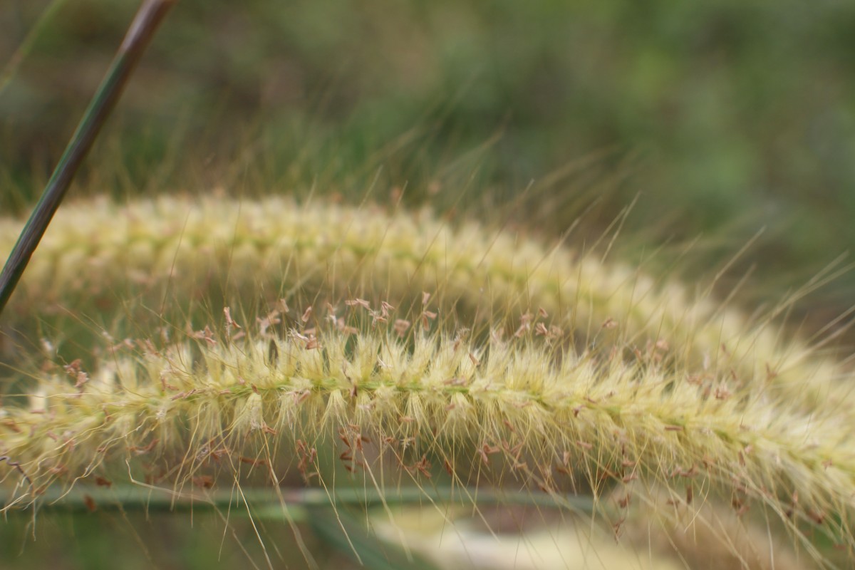 Cenchrus setosus Sw.