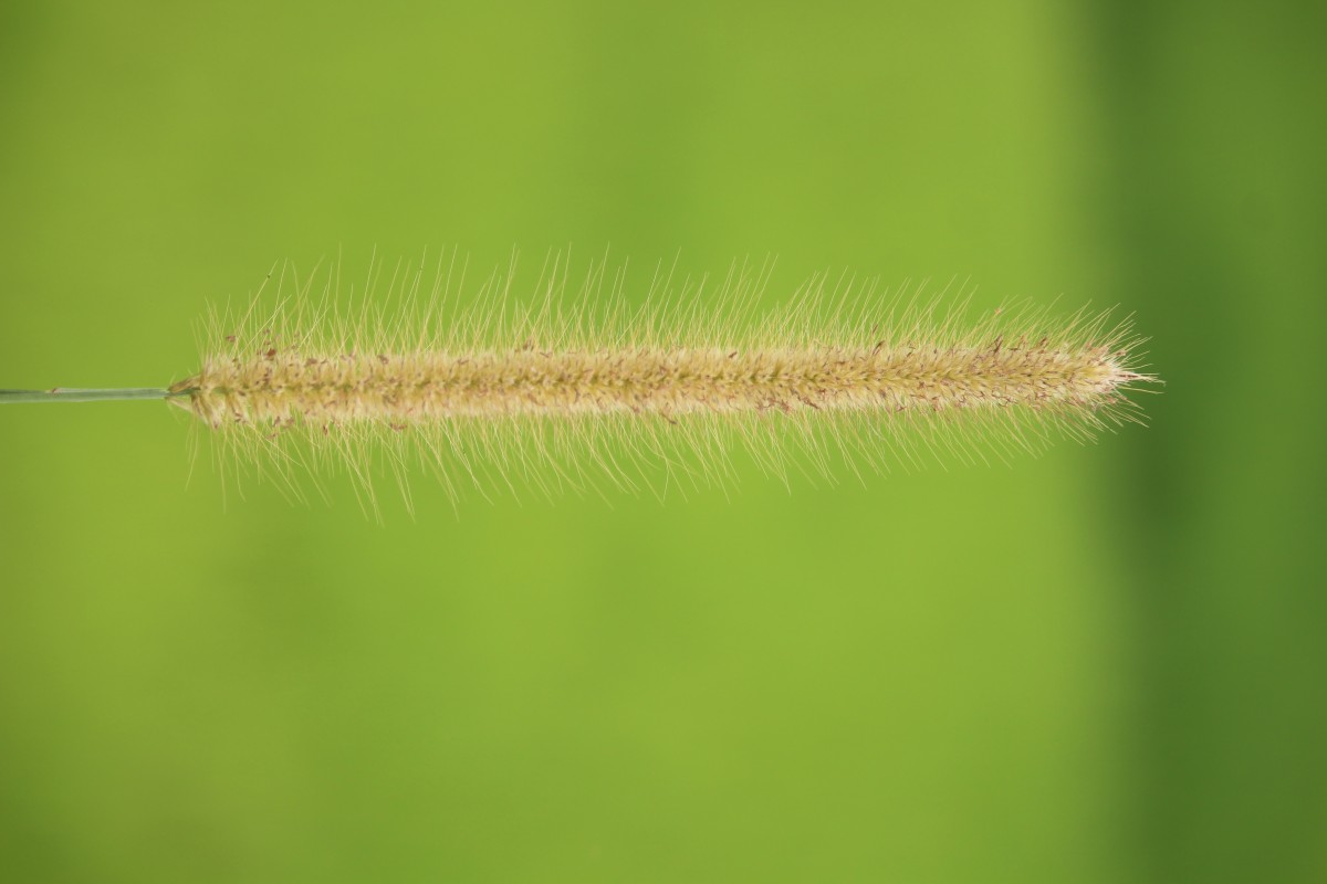 Cenchrus setosus Sw.