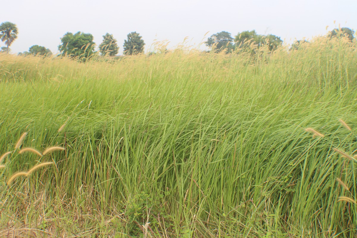 Cenchrus setosus Sw.