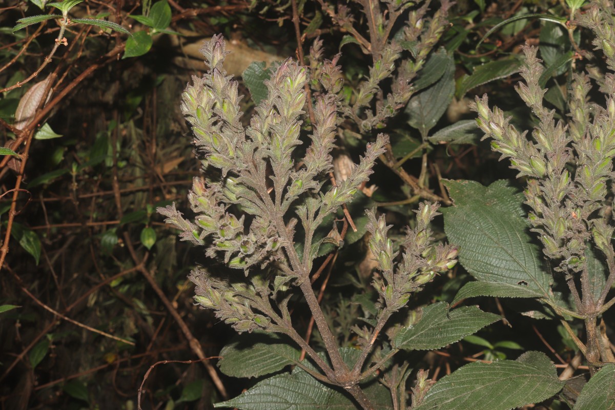 Strobilanthes nockii Trimen