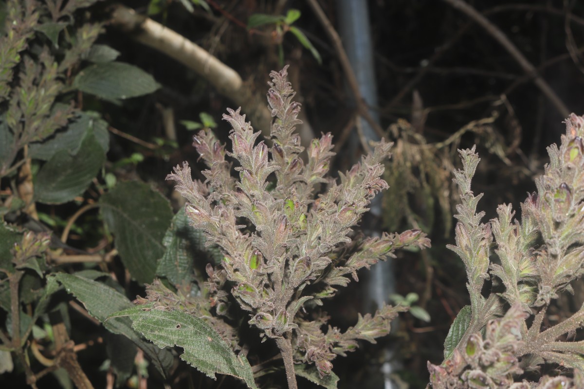 Strobilanthes nockii Trimen