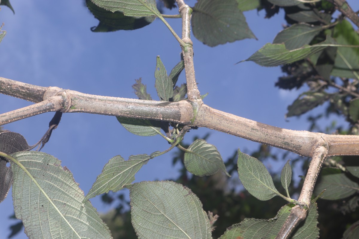 Strobilanthes nockii Trimen