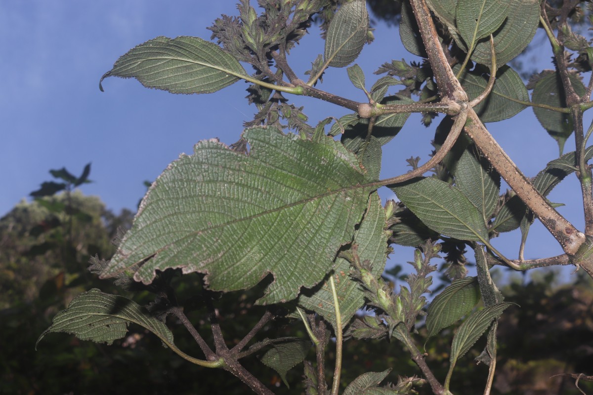 Strobilanthes nockii Trimen