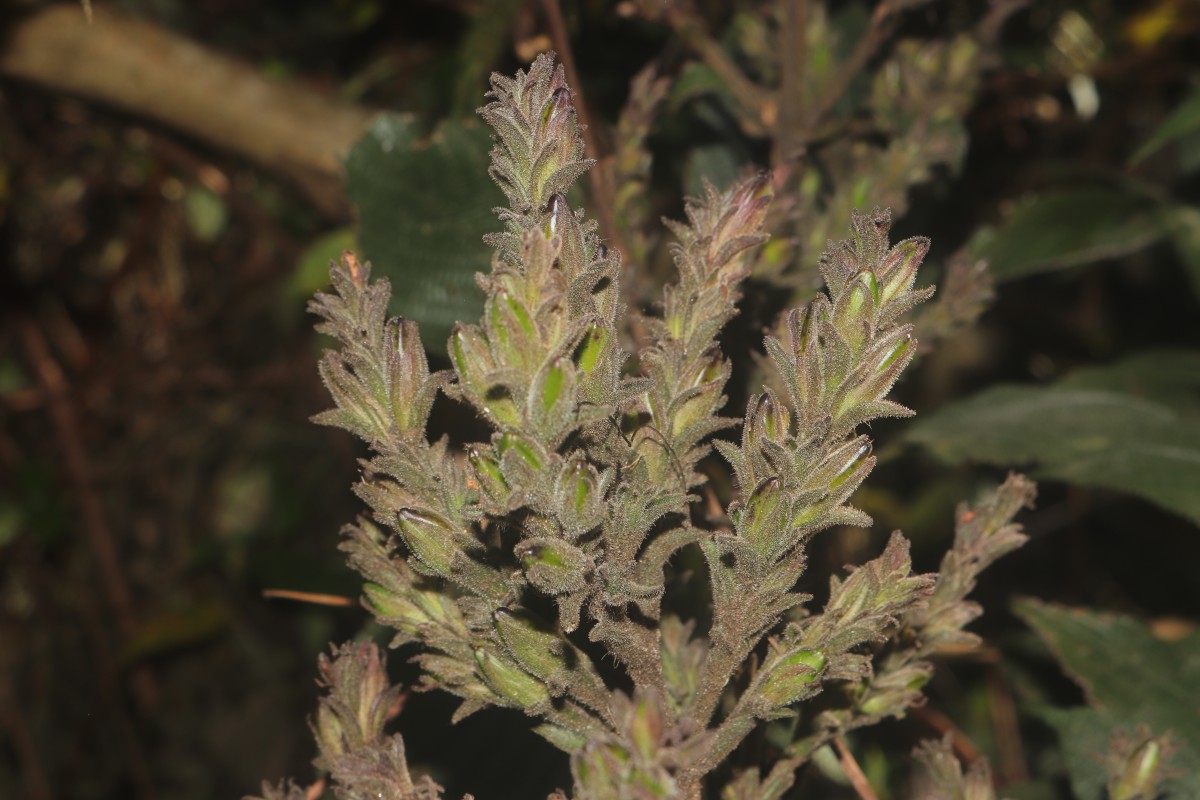 Strobilanthes nockii Trimen