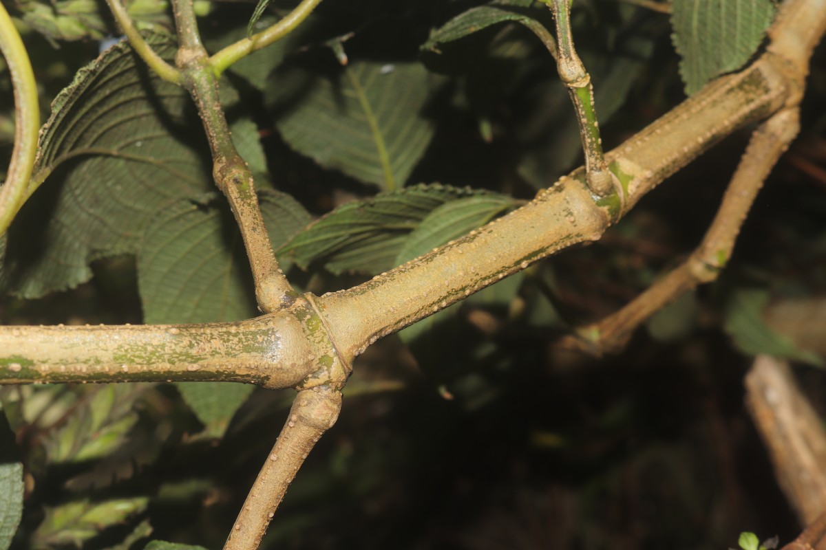 Strobilanthes nockii Trimen
