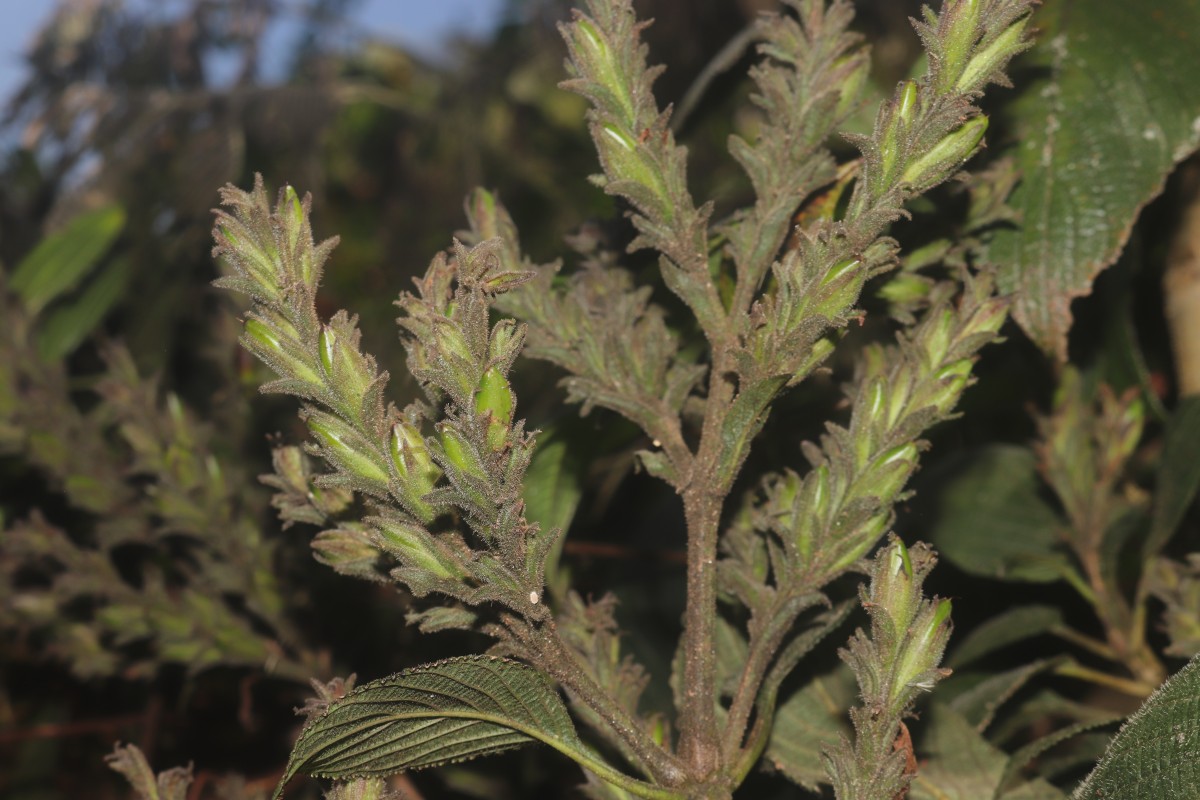 Strobilanthes nockii Trimen