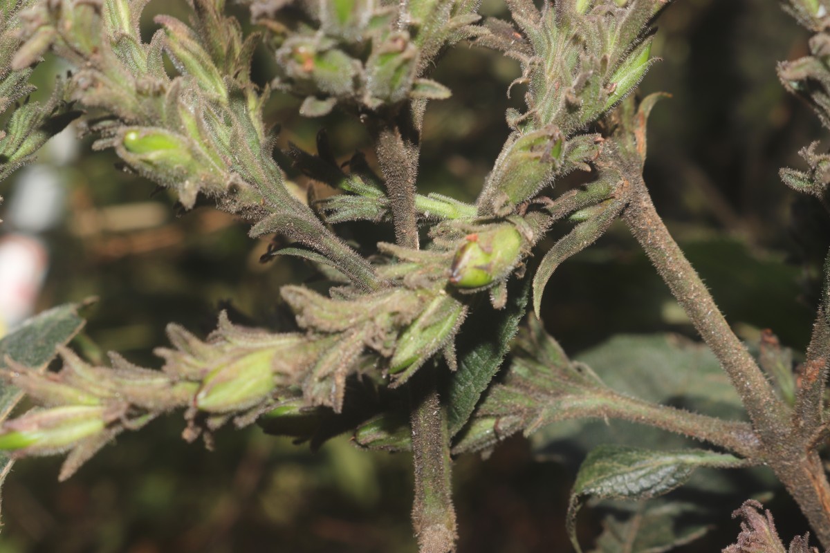 Strobilanthes nockii Trimen
