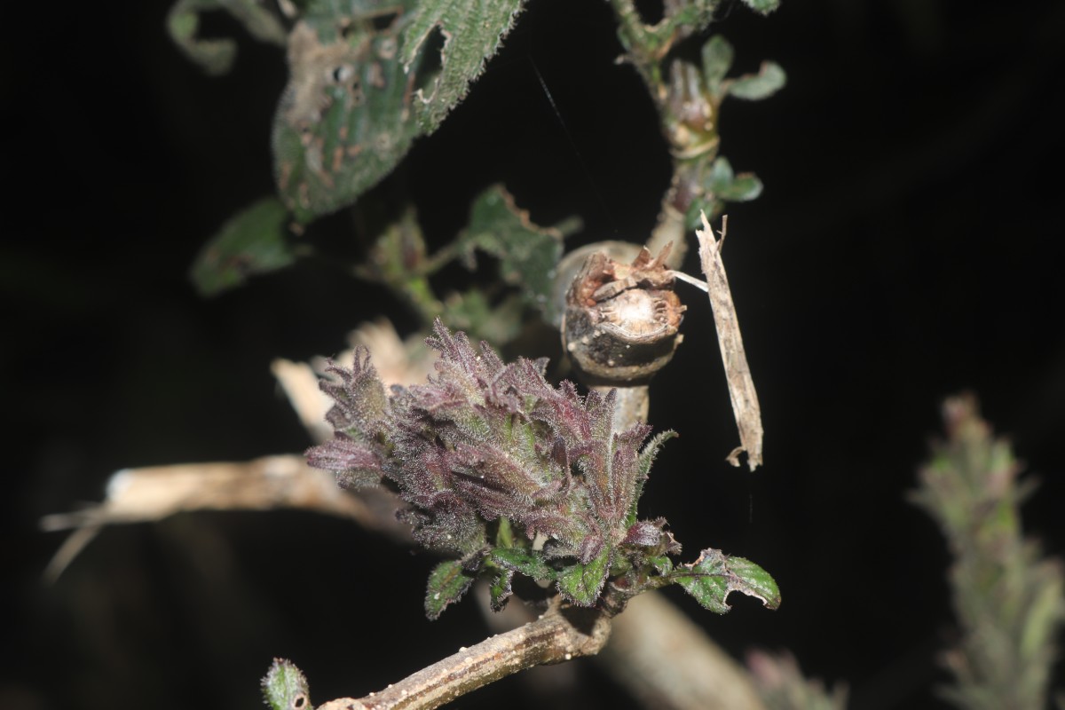 Strobilanthes nockii Trimen