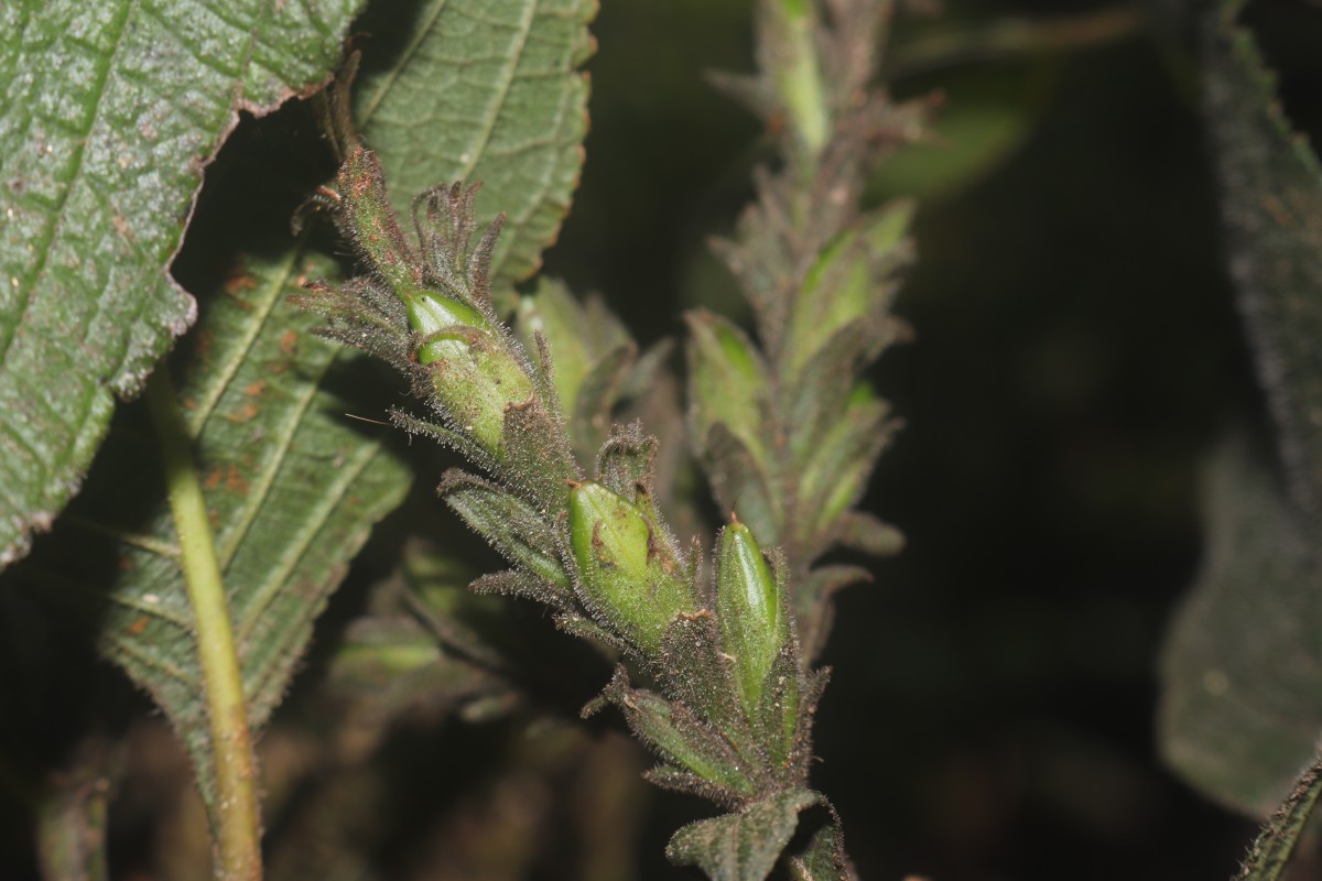 Strobilanthes nockii Trimen