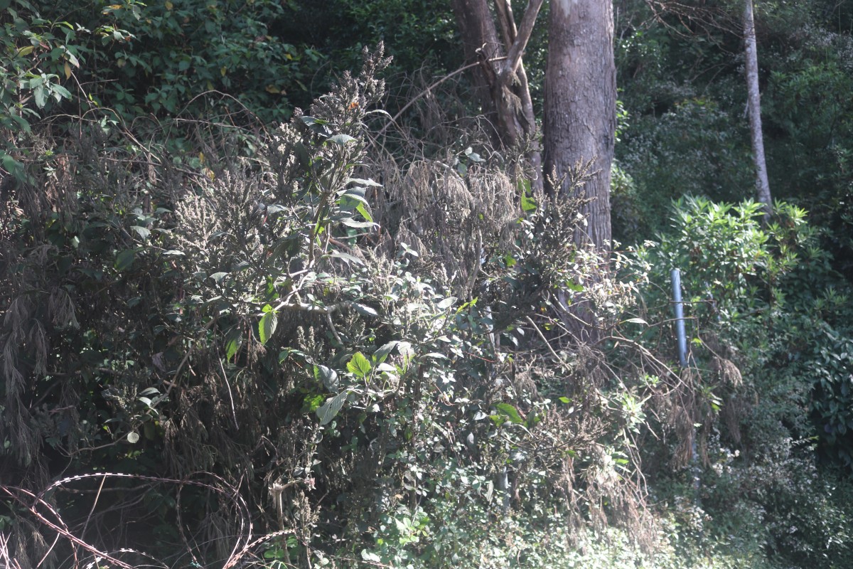 Strobilanthes nockii Trimen