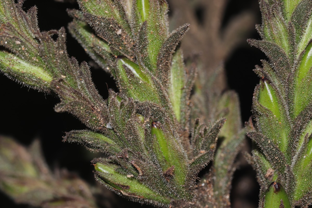 Strobilanthes nockii Trimen