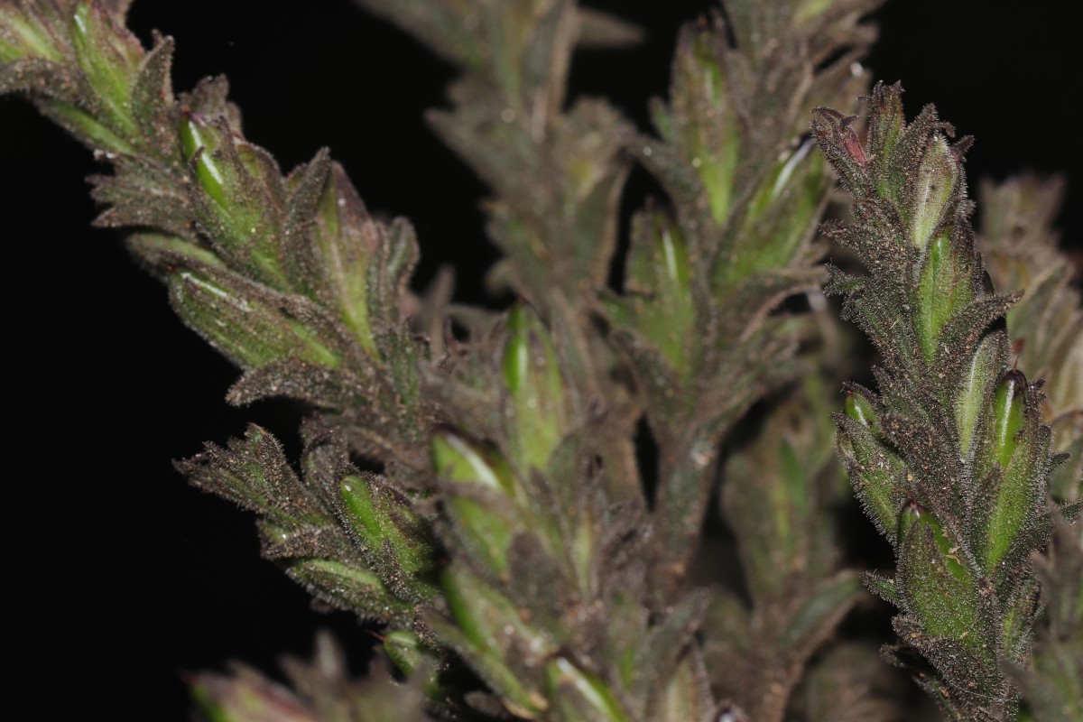 Strobilanthes nockii Trimen