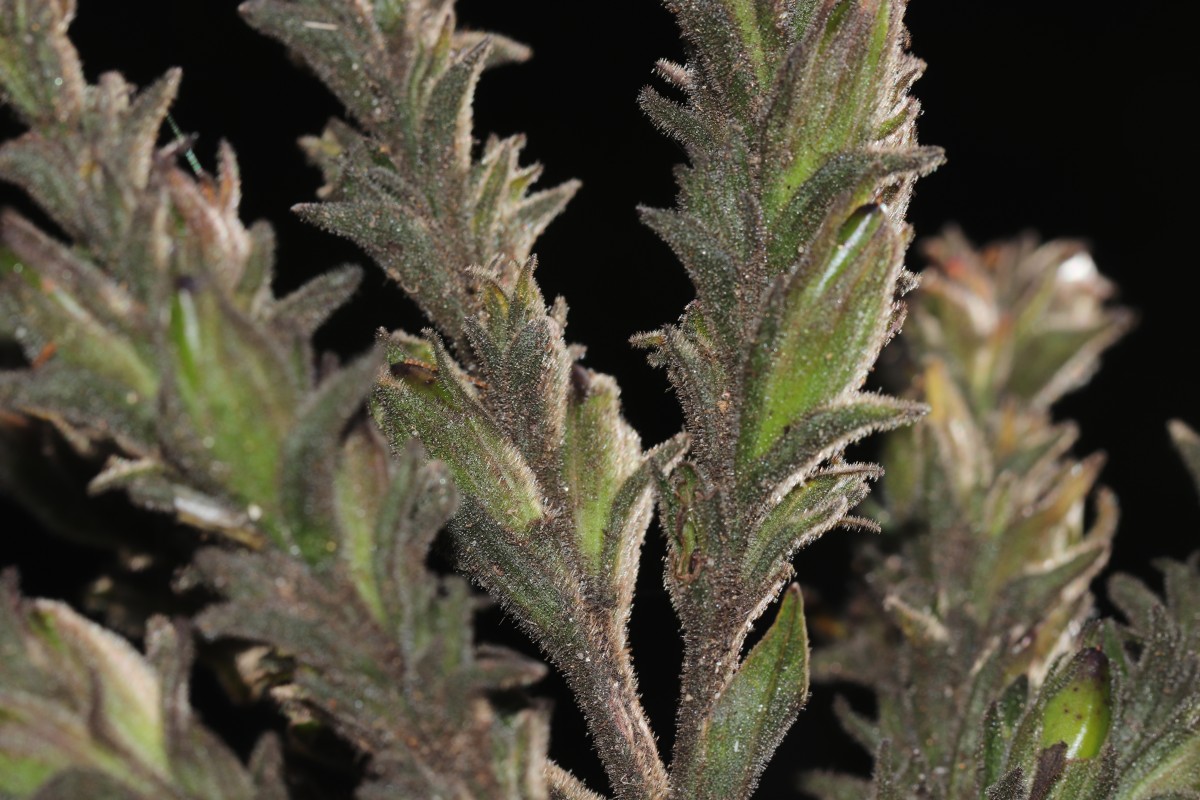 Strobilanthes nockii Trimen