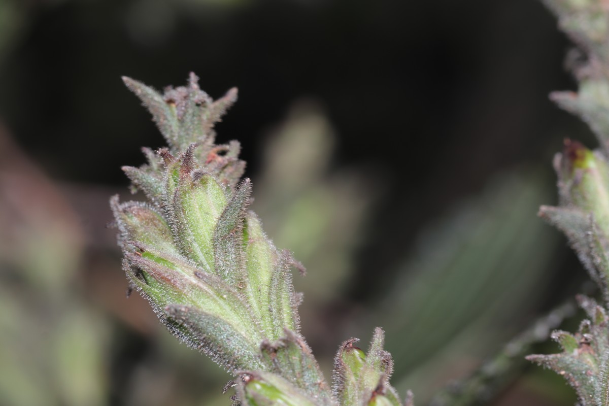 Strobilanthes nockii Trimen