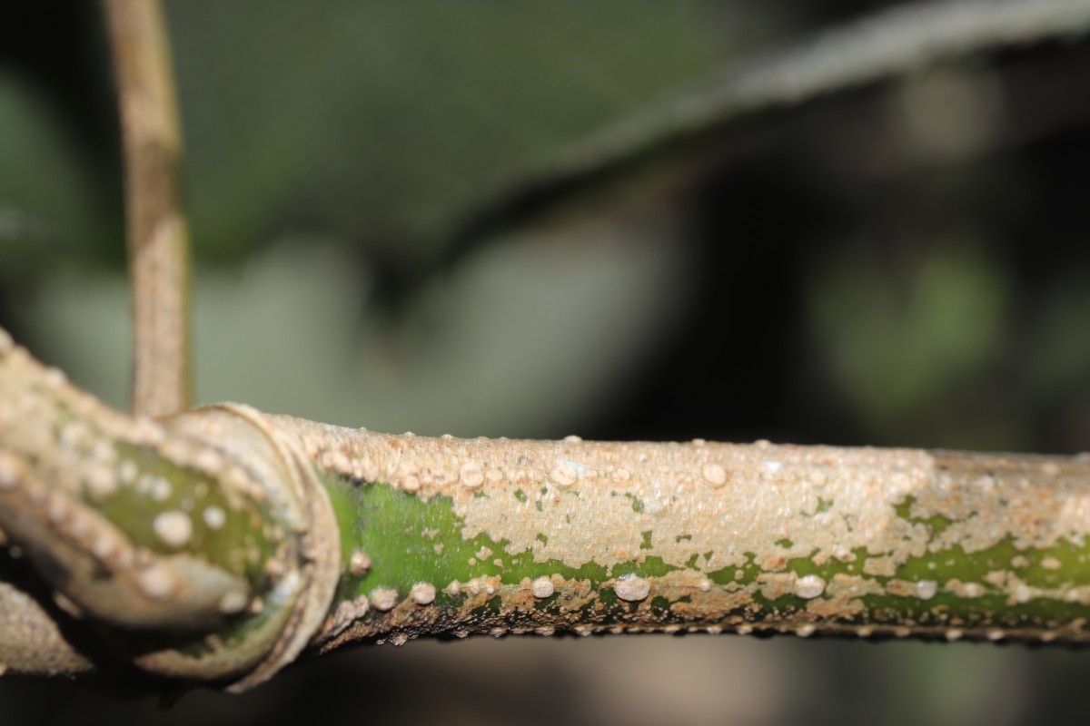 Strobilanthes nockii Trimen