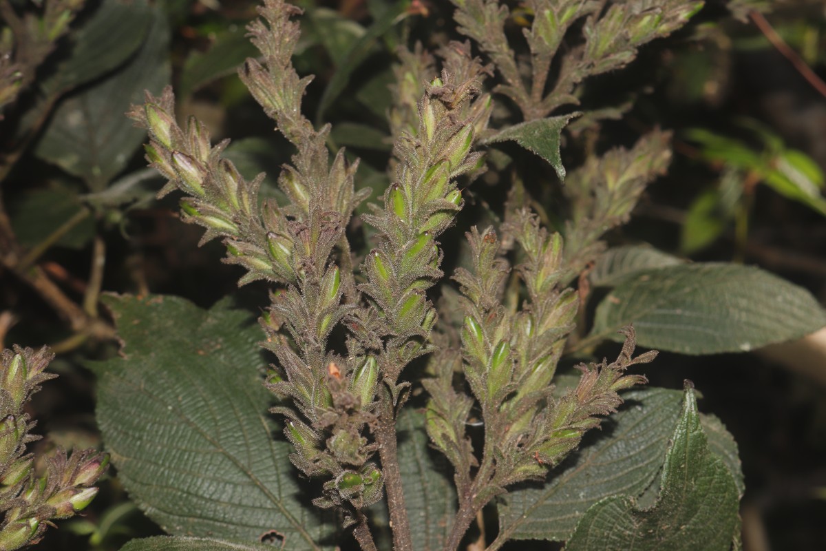 Strobilanthes nockii Trimen