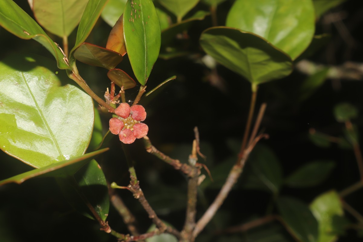 Euonymus revolutus Wight