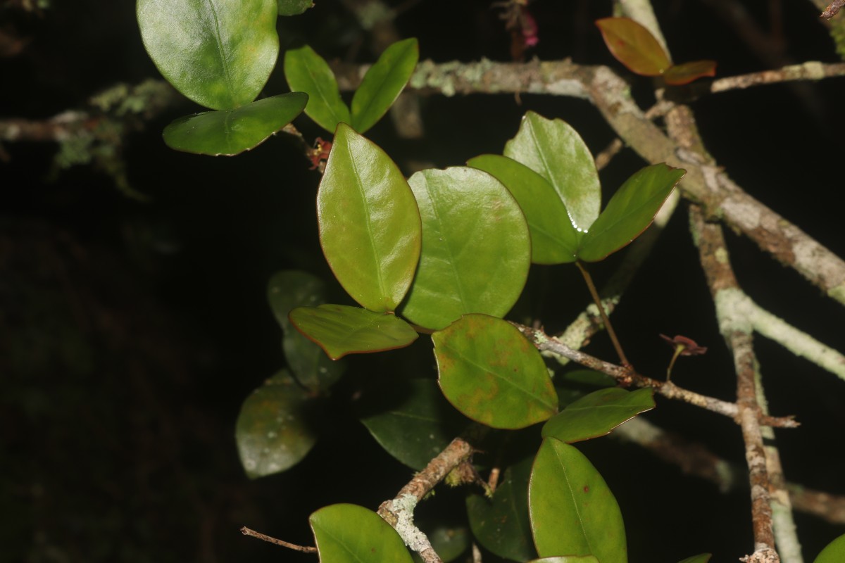 Euonymus revolutus Wight