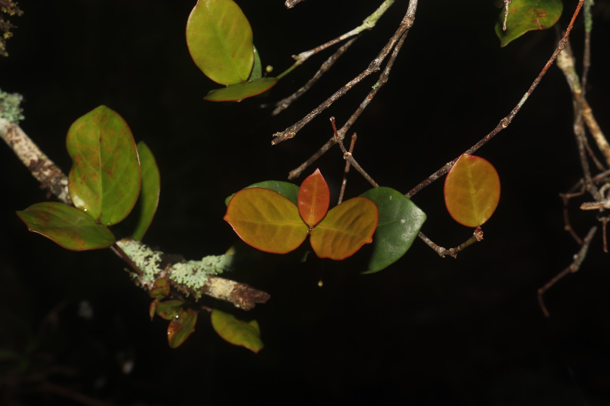 Euonymus revolutus Wight