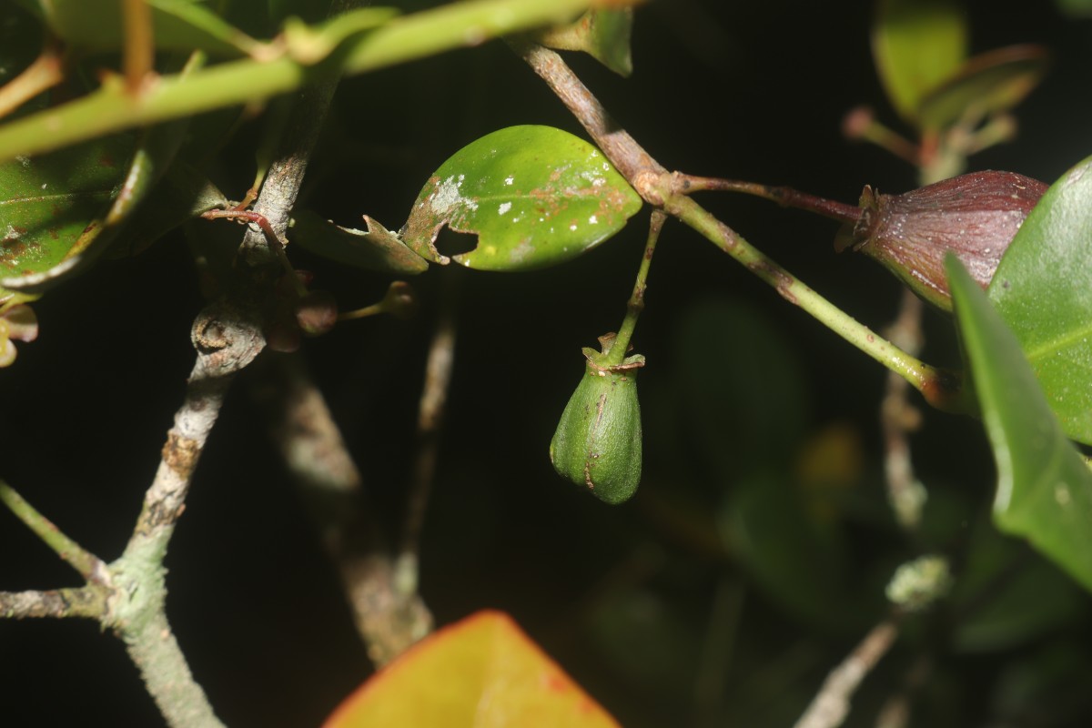 Euonymus revolutus Wight