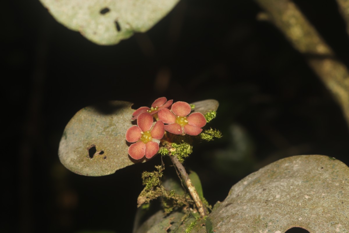 Euonymus revolutus Wight