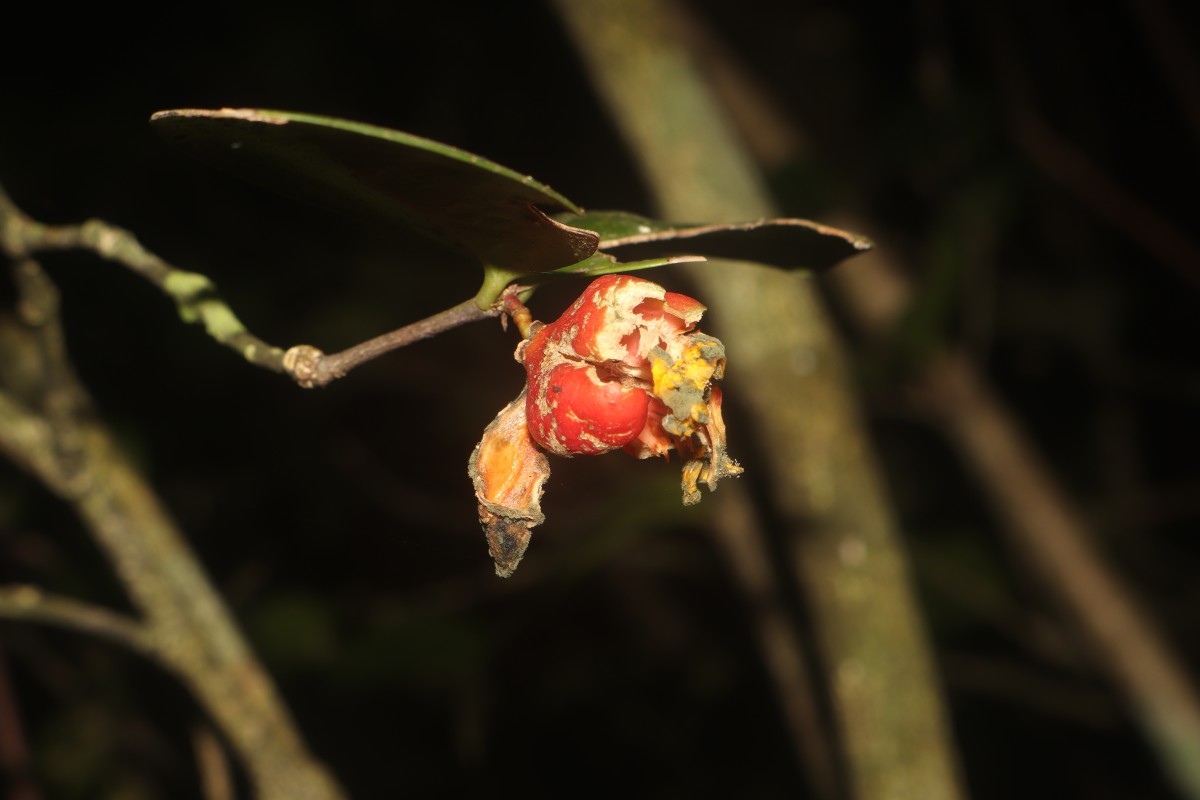 Euonymus revolutus Wight