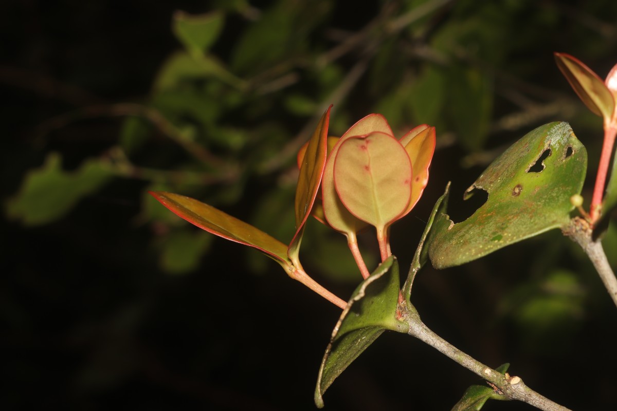 Euonymus revolutus Wight