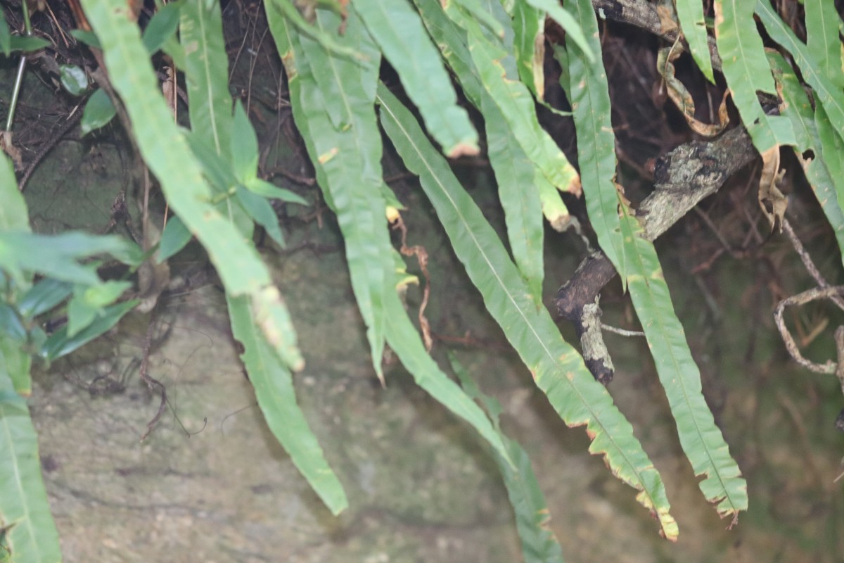 Oleandra musifolia  (Blume) C.Presl