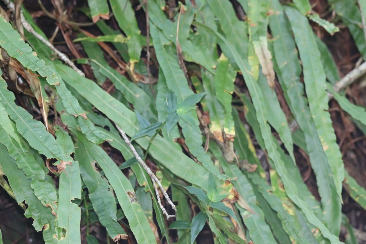 Oleandra musifolia  (Blume) C.Presl