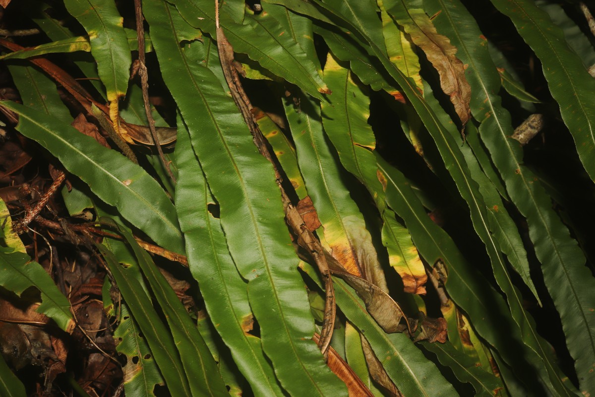 Oleandra musifolia  (Blume) C.Presl
