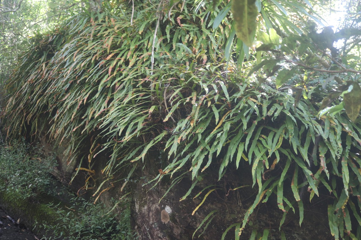 Oleandra musifolia  (Blume) C.Presl