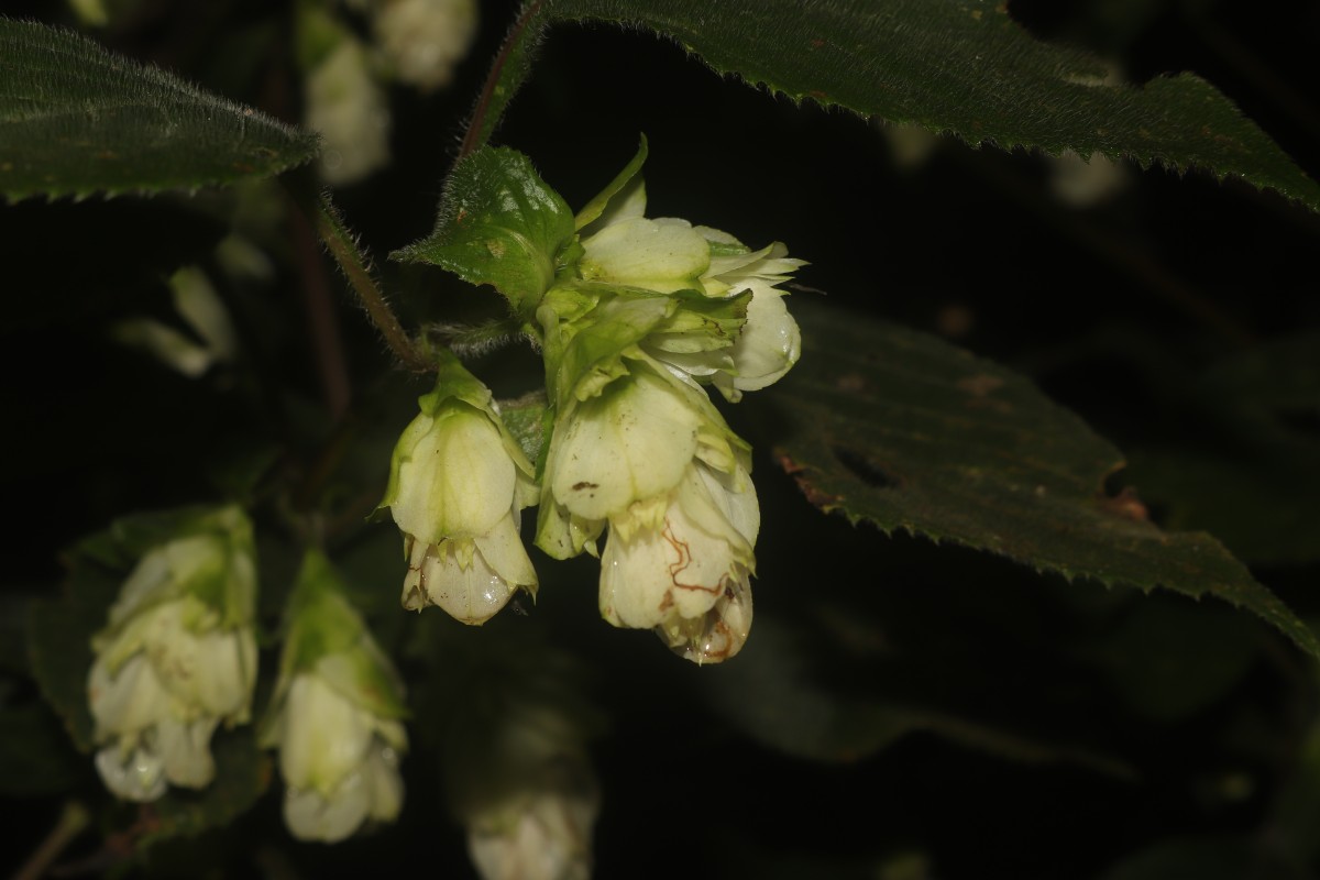 Strobilanthes calycina Nees