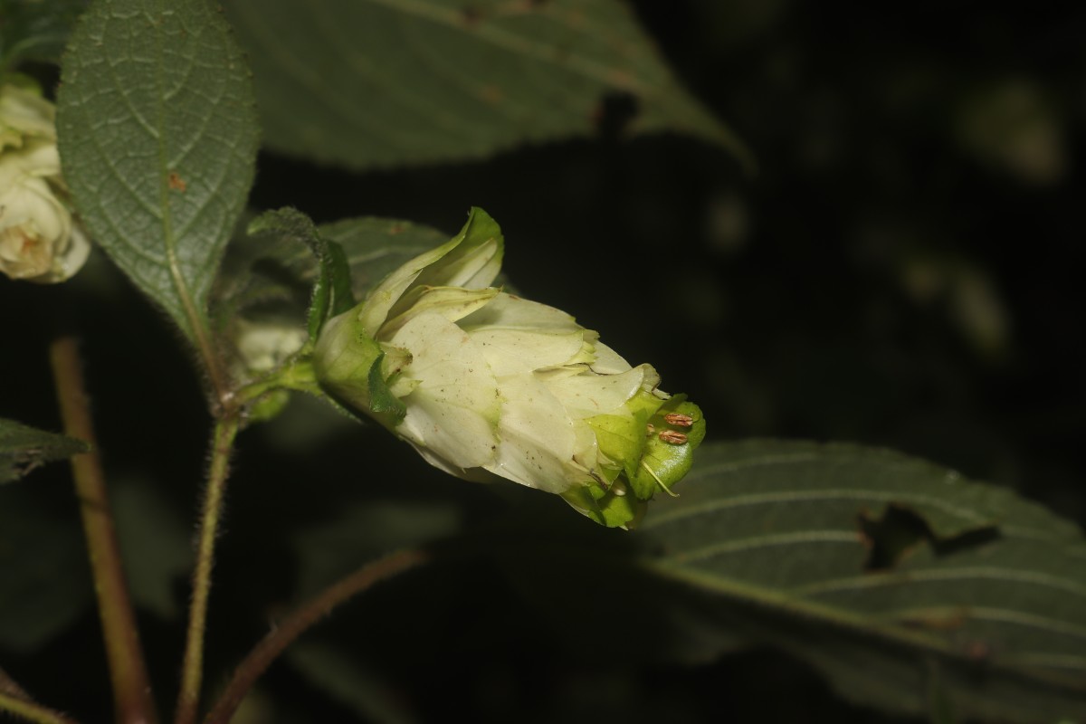 Strobilanthes calycina Nees