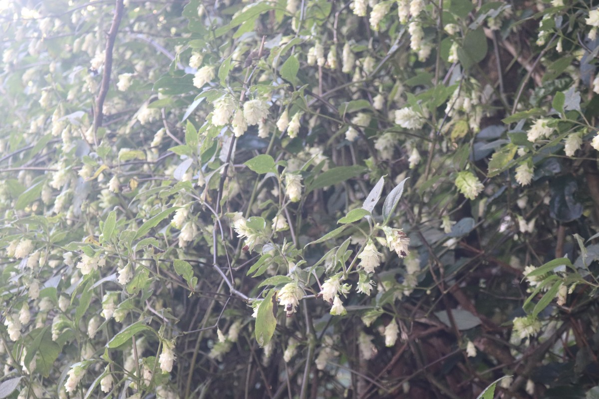 Strobilanthes calycina Nees