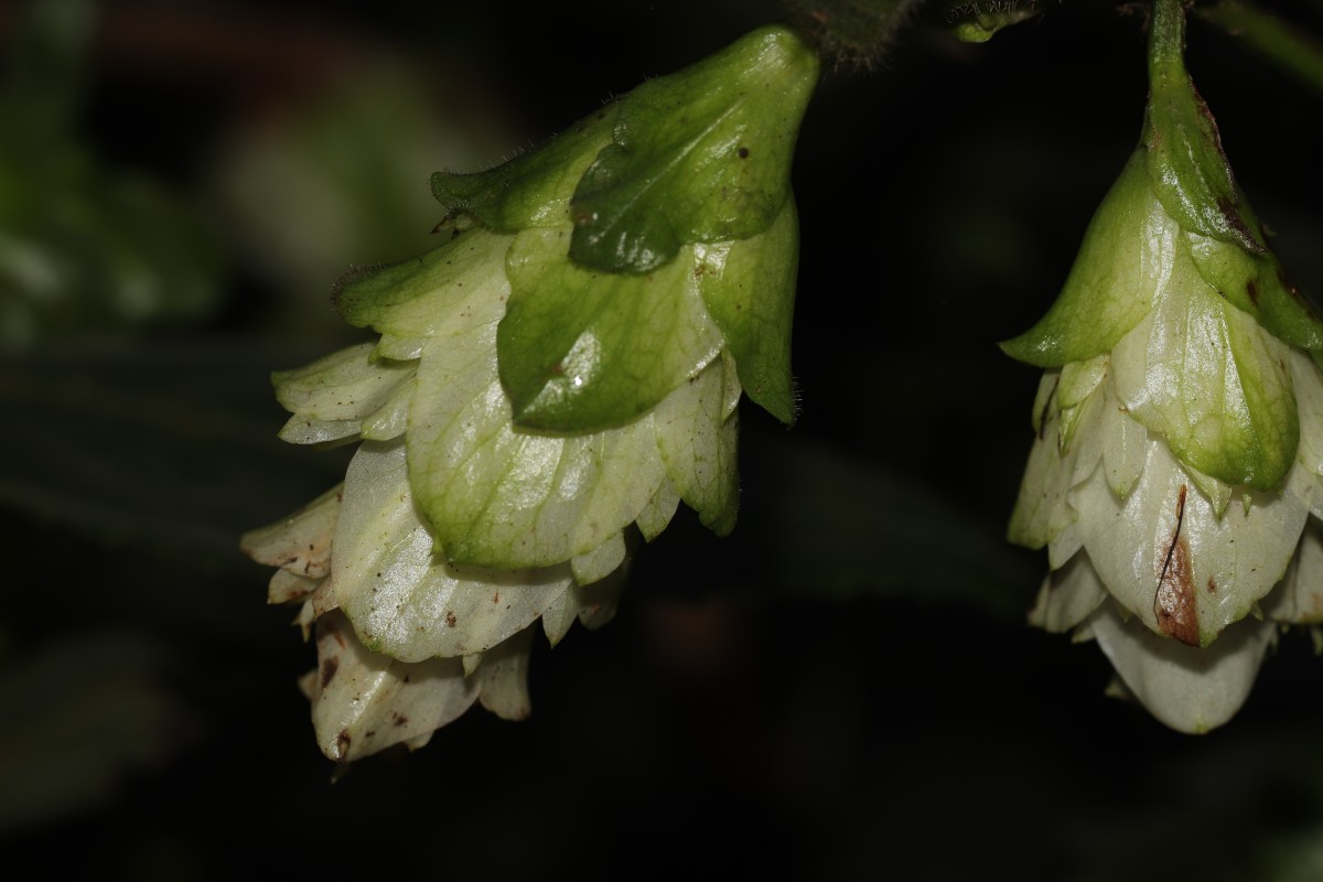 Strobilanthes calycina Nees