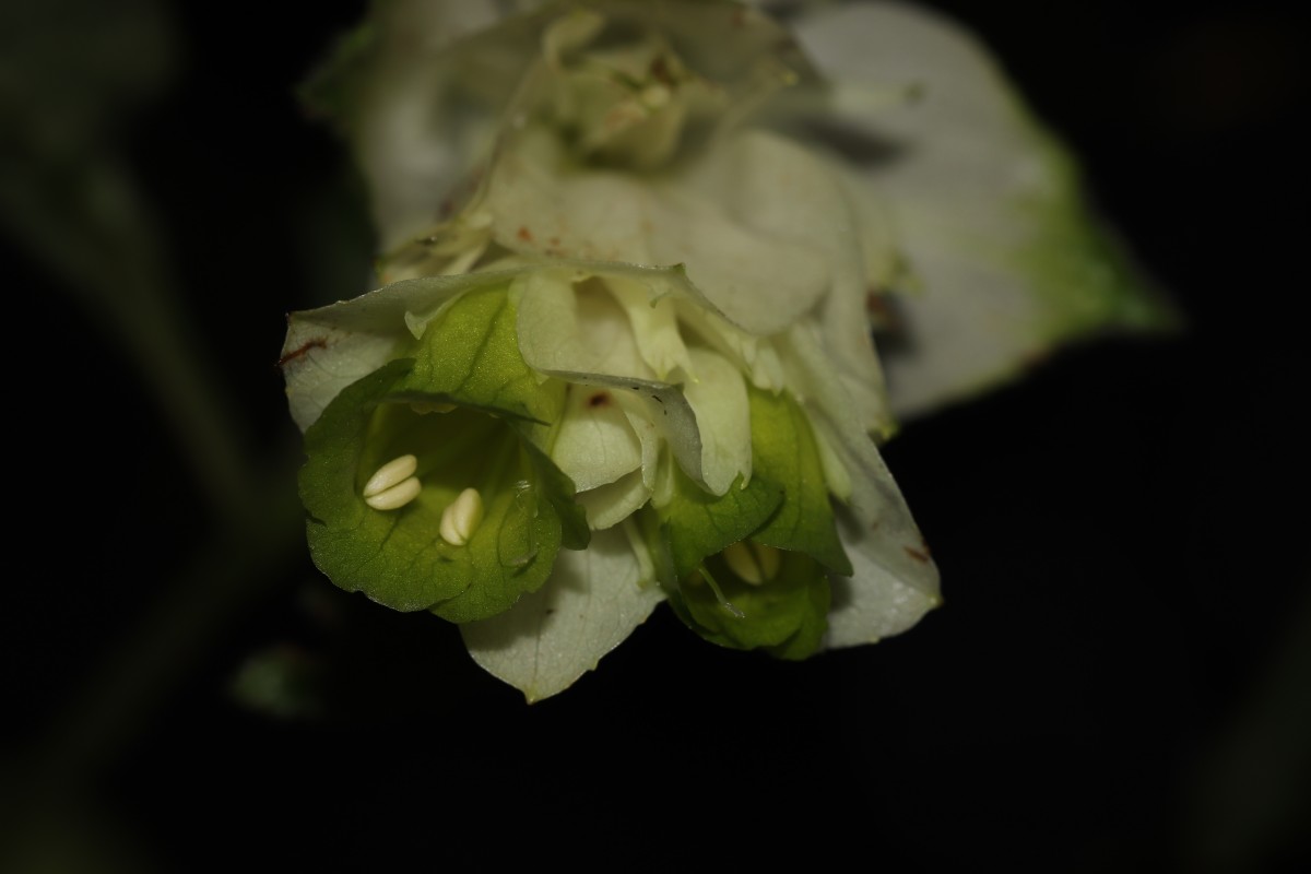 Strobilanthes calycina Nees