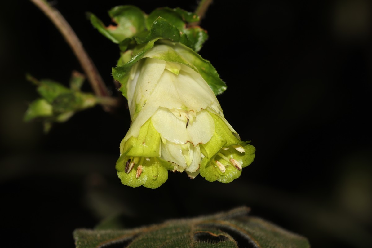 Strobilanthes calycina Nees