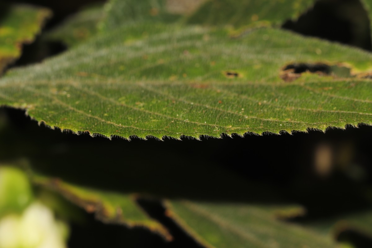 Strobilanthes calycina Nees